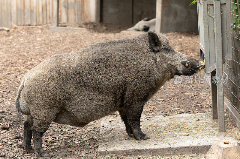 野猪(Sus scrofa)觅食